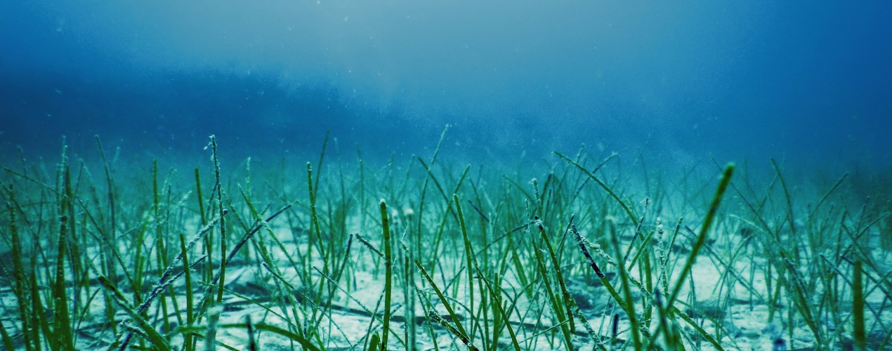 underwater-green-sea-grass-sea-grass-underwater